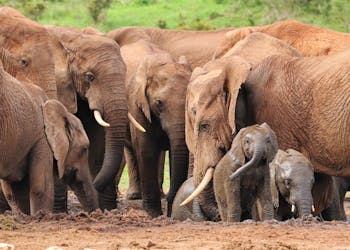 Addo Elephant Park tour